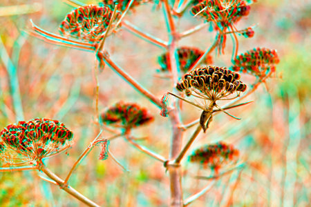 Anaglyph of Aralia hispida (bristly sarsaparilla) taken from the fields of Qala, Island of Gozo....