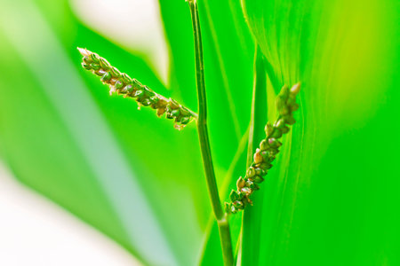 Close-up shot for the stem and ear of a plant with a bright exposure and green background.の写真素材