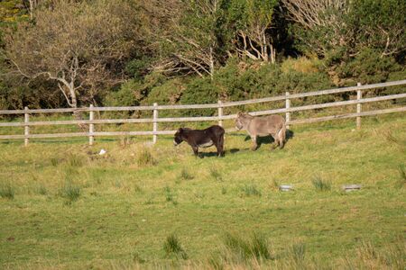 Donkeys profile in Connemara Natural Parkの写真素材