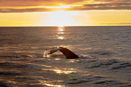 humpback whale tail in a beautiful sunsent in the atlantic ocean near husavik icelandの写真素材