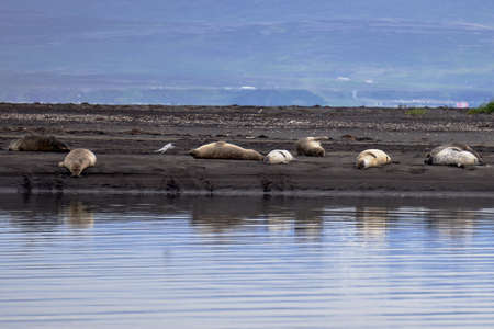 Group of seals resting and bird flying on a black sand beach in Iceland near Hvitserkurの写真素材