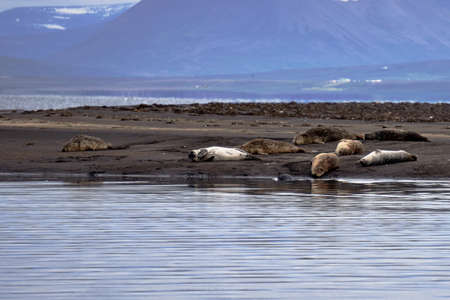 Group of seals resting with a seal head coming out of the water on a beach in Icelandの写真素材