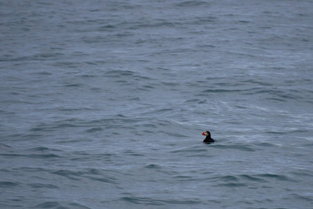 Common puffin on water in the Atlantic ocean off the coast of Husavik in Iceland