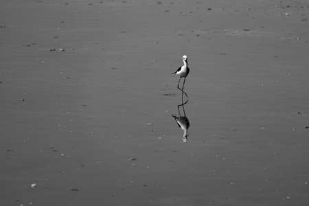 The common stilt at the raco de l'olla interpretation center in the albufera natural park in valencia spainの写真素材