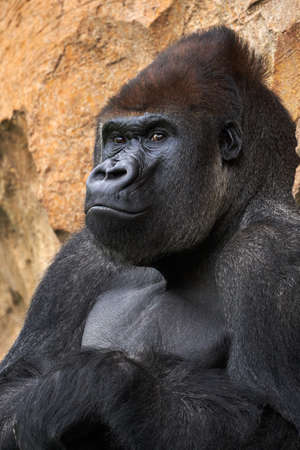 Beautiful medium shot of male Gorilla, leader of the herd, watching while leaning on a rockの写真素材