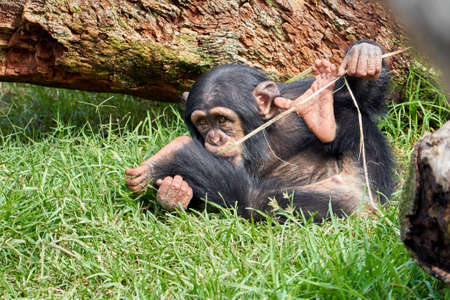 beautiful view of a small chimpanzee biting parts of a plant on the grass and beautiful brown eyes in a zoo in valencia spainの写真素材
