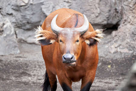 portrait of a beautiful red forest buffalo looking forward while moving his jaw in a zoo in valencia spainの写真素材