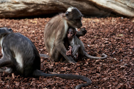 beautiful white-naped mangabey calf raising her leg to scratch herself while being suckled by her...