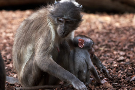 beautiful family photo of white-naped mangabey and her calf in a zoo in valencia spain