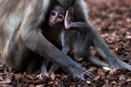 closeup of a beautiful white-naped mangabey calf scratching her head while being breastfed by her...