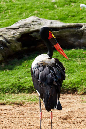 beautiful saddle-billed stork portrait in american plane looking sideways with its incredible beak in a zoo in valencia spainの写真素材