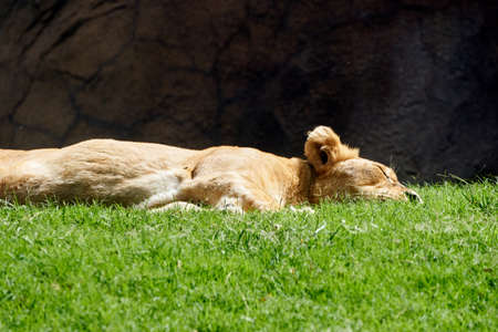 Beautiful portrait of an African lion resting on the grass in a zoo in Valencia, Spainの写真素材