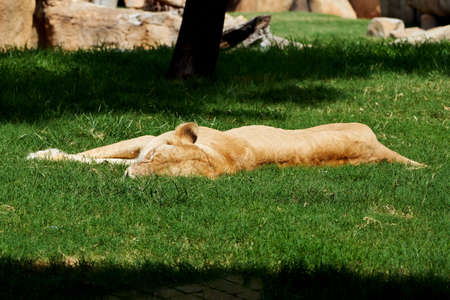 Beautiful portrait of an african lion sleeping on the grass in a zoo in valencia, spainの写真素材