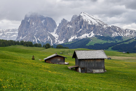 Beautiful meadow with several wooden houses facing the mountain in Alpe di Siusi Seiser Alm in the...