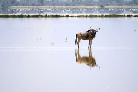 Close-up of wildebeest and its reflection in the water of the Musiara swamp looking at the camera with birds on the sides in the Masai Mara nature reserve in Kenya, Africaの写真素材