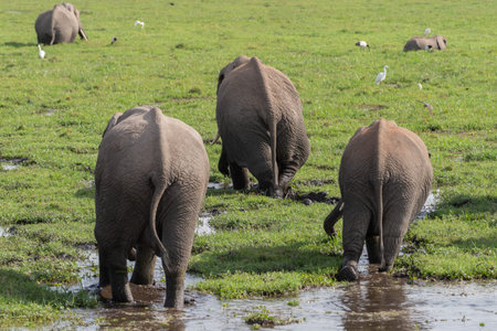Beautiful image of elephants on their backs drinking and walking through a marsh in the Amboseli...