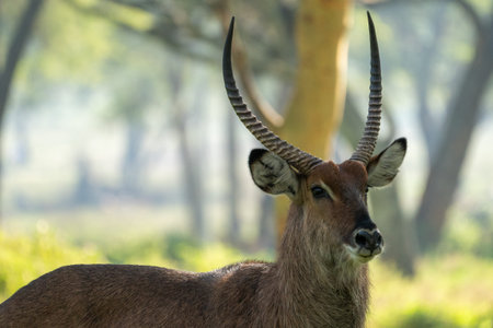 Beautiful portrait of a male waterbuck at sirocco wildlife sanctuary at lake naivasha in Kenya, Africaの写真素材