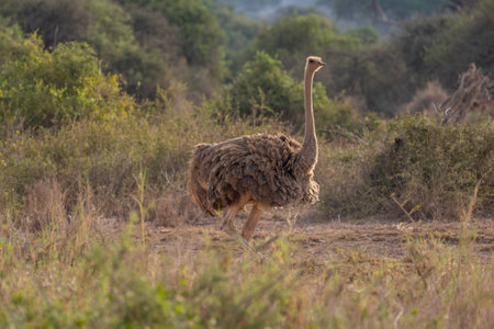 Beautiful female ostrich walking through the savannah in Ambosseli National Park in Kenya, Africaの写真素材