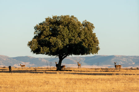 Beautiful landscape of an oak and a group of deer around it in the CabaÃ±eros National Park in Ciudad Real, Spainの写真素材