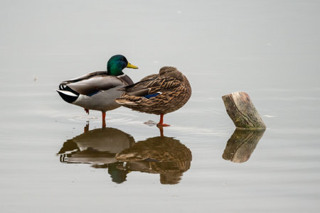 Beautiful portrait of a pair of collared ducks or mallard ducks with the male looking straight ahead...