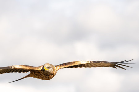 Beautiful Red Kite flying over the sky looking straight ahead in Leon, Spain
