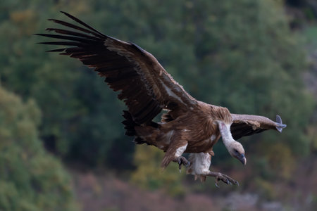 Beautiful portrait of a Eurasian griffon vulture flying in the mountains of Leon in Spainの写真素材