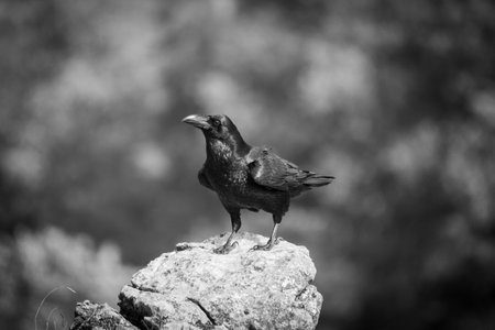 Beautiful black and white side portrait of a raven looking to the side perched on a rock with bright plumage in the leon mountains in Spain, Europeの写真素材
