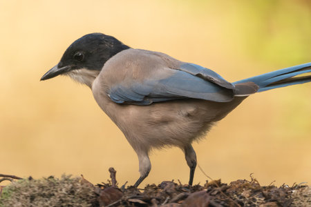 Beautiful close profile portrait of an Iberian Magpie that is on leaves and a trunk, near Cordoba, Andalusia, Spainの写真素材