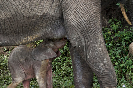 Beautiful close-up of a baby elephant suckling from its mother on the shore of the Kazinga channel in a nature reserve in Ugandaの写真素材