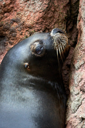 Beautiful vertical close up portrait of a sea lion looking at camera resting on the rocks in Cabarceno National Park in Cantabria, Spain, Europeの写真素材