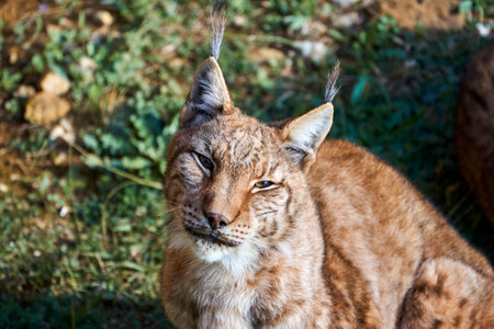 Beautiful close portrait of a Boreal lynx looking at camera sitting on the grass in Cabarceno, Cantabria, Spain, Europeの写真素材