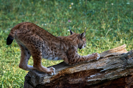 Beautiful side portrait of a full body Boreal lynx sharpening its claws with a tree trunk in Cabarceno, Cantabria, Spain, Europeの写真素材