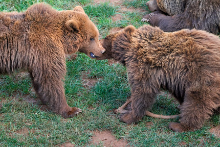 Beautiful close portrait of two bear cubs approaching to play in Cabarceno Natural Park, Cantabria, Spain, Europeの写真素材