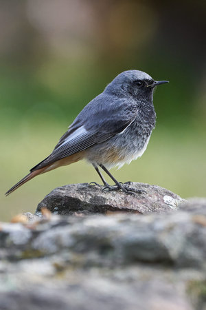 Beautiful vertical profile portrait of a Black Redstart on a rock in the forests of Andalusia,...
