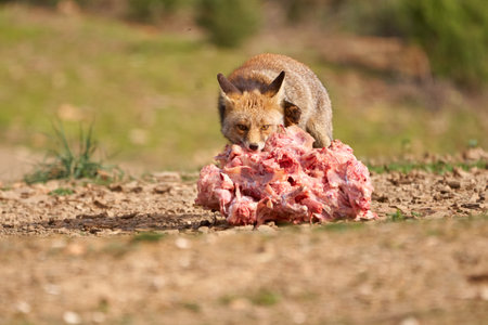 Beautiful portrait of a common fox biting a huge piece of meat in the natural park of sierra de andujar, in andalucia, spainの写真素材