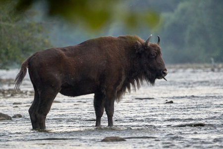 Beautiful full-length portrait of a European bison sticking out its tongue with out-of-focus leaves in the foreground in a river in the Polish Carpathians, Europeの写真素材