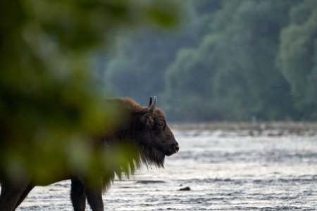 Beautiful specimen of European bison peeks through the leaves in the foreground out of focus as it...