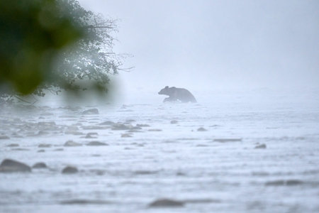 Beautiful specimen of a young European brown bear walking on a river in the fog trying to cross to...