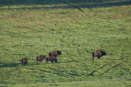 Beautiful herd of wild European bison roam freely in a green meadow while eating and drinking in the Polish Carpathian Mountains, Europeの写真素材