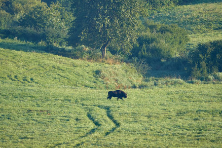 Beautiful European bison walks through a pasture eating and drinking the water that remains between the earth and the grass, with a tree behind the forest in Carpathian Mountainsの写真素材