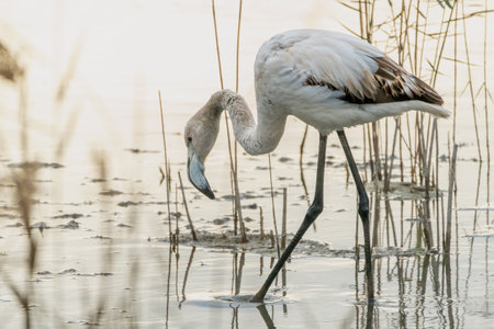 Beautiful portrait of a flamingo walking through a marsh looking at the water looking for something to eat among branches in the Albufera Natural Park, Valencia, Spain, Europeの写真素材