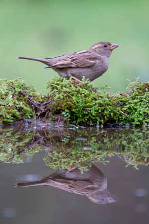 Beautiful portrait of a passerine bird and its reflection in the water perched laterally on a trunk and green vegetation in the middle of nature in the Sierra de Andujar, Andalusiaの写真素材