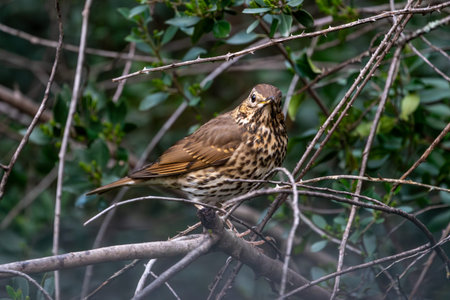 Beautiful portrait of a passerine bird on some branches and vegetation in the background out of...