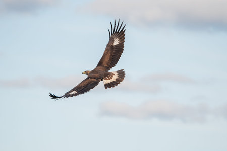 Beautiful portrait of a golden eagle in flight with outstretched wings flapping and the cloudy sky...