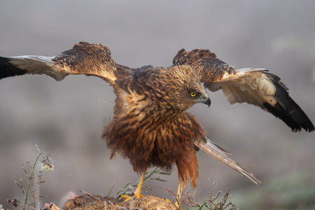 Beautiful very close portrait of a marsh harrier perched on a rock looking laterally with open wings...
