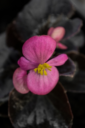 Close up of purple flower