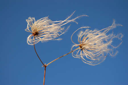 dandelionの写真素材