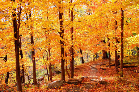 colorful forestの写真素材