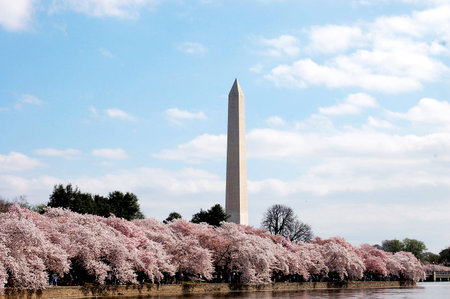 washington monument in cherry seasonの写真素材