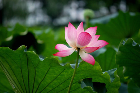 lotus with green leavesの写真素材